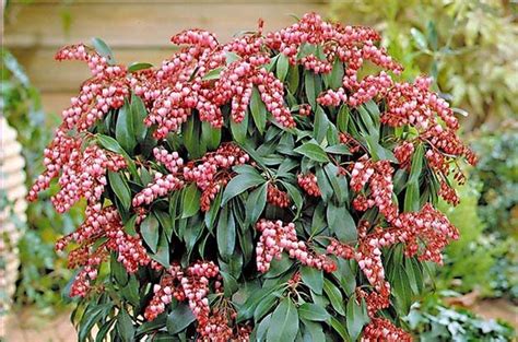 10 Dwarf Flowering Shrubs for Containers - Birds and Blooms