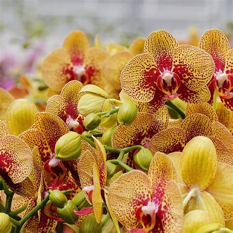 Slideshow: 3 Simple Orchid Care Tips for Fall