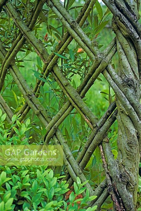 Living willow fence... stock photo by Nicola Browne, Image: 0053558