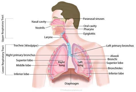 Respiratory System Diagram | Quizlet