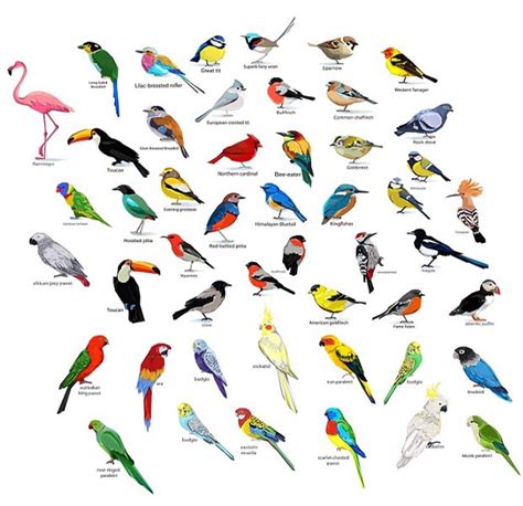 40 Types of Birds With Name and Images | Types of Birds in the World ...