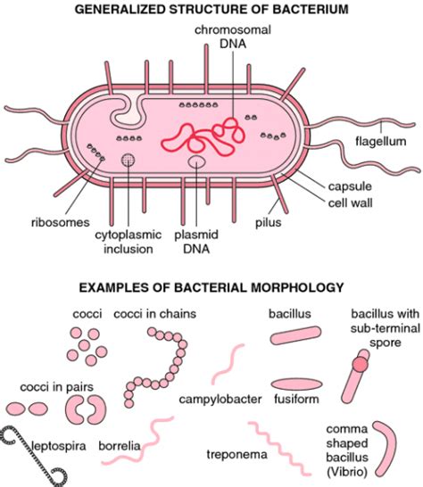 Bacteria – Cell Structure | Medical Laboratories