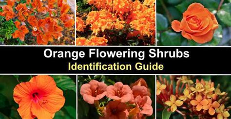 20 Orange Flowering Shrubs (with Pictures): Identification Guide