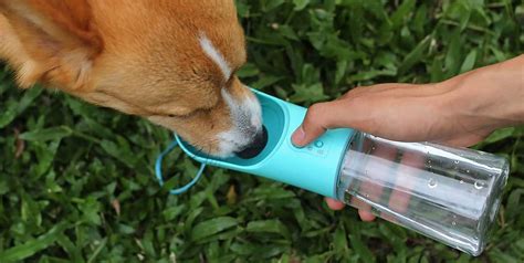 This Dog Water Bottle Went Viral on TikTok, and It's 40 Percent off ...