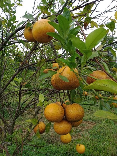 Orange dekopon stock image. Image of gourd, berry, evergreen - 267506111