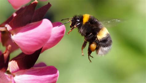 Los abejorros también corren peligro cuando se exponen a un tipo de insecticida en campos ...