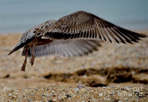 A Fledgling's Wings Photograph by Debra Banks - Fine Art America