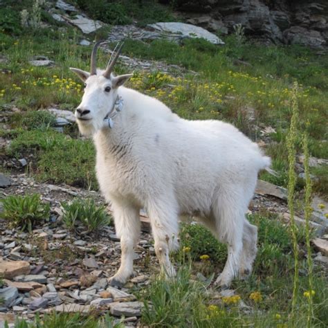 Mountain Goats