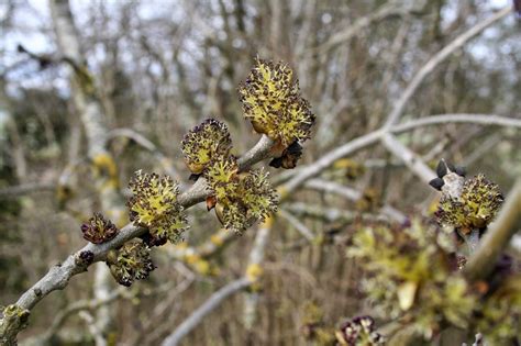 Filnore Woods Blog: Ash trees in flower