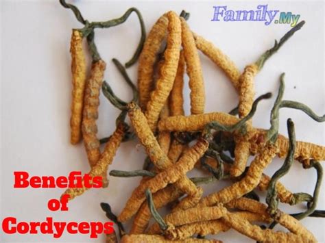 Benefits of Cordyceps - Malaysia Health Family medicine and Healthcare