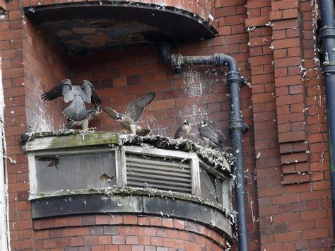 Peregrine Falcon Nesting: A Complete Guide | Birdfact