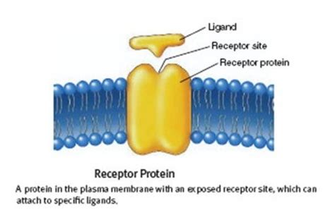 Lesson 7: Membrane Receptors Flashcards | Quizlet