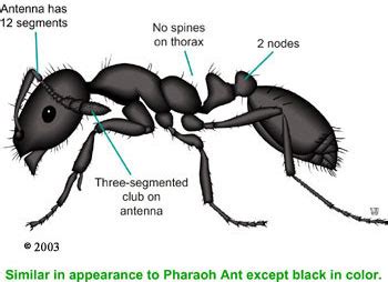 Little Black Ant Identification Resources | Nebraska Extension in ...