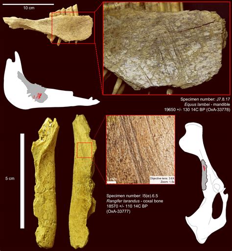 Humans Arrived in North America around 24,000 Years Ago | Sci.News