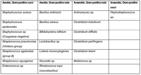 Gram Positive Cocci Examples : Hybridization examples of gram-positive ...