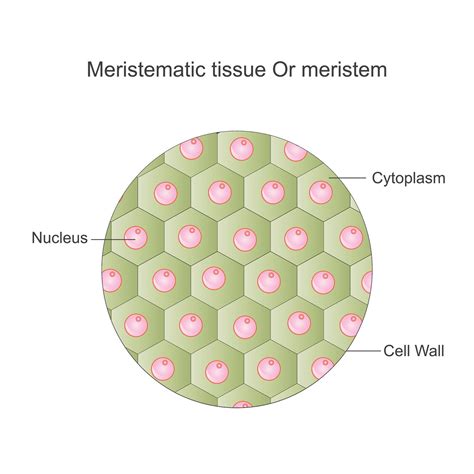 Meristematic Tissue In Plants Diagram