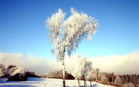 Winterscape wallpaper | nature and landscape | Wallpaper Better