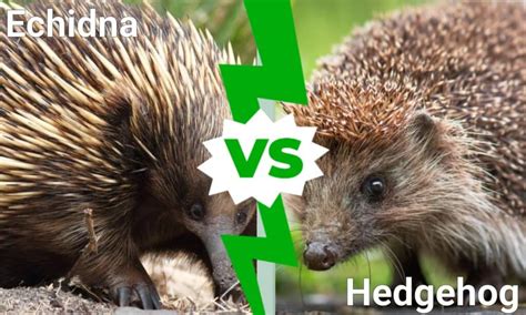 Echidna vs Hedgehog: What’s the Difference? - IMP WORLD