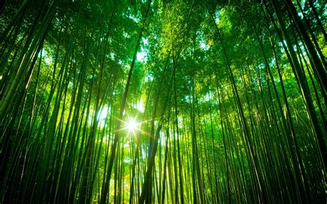 Bamboo Tree Wallpaper