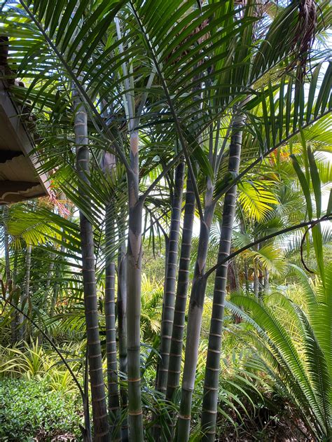 Buy Our Cabada Palm, Exotic and Rare | Eureka Farms