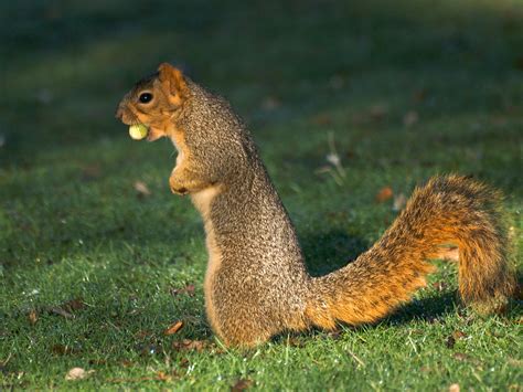 File:Acorn Squirrel.jpg - Wikimedia Commons