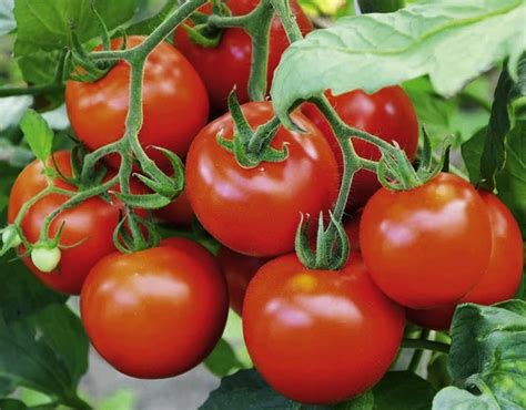 BLIGHT RESISTANT TOMATO VARIETIES |The Garden of Eaden