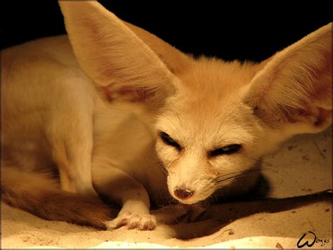 Fennec fox: evil eyes by woxys on DeviantArt