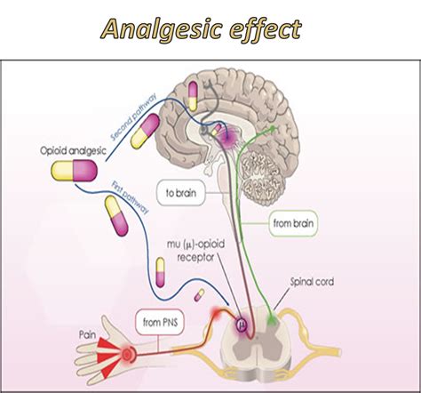 Dr. of medicine: Pharmacology of Non-Steroidal Anti-Inflammatory Drugs NSAIDs