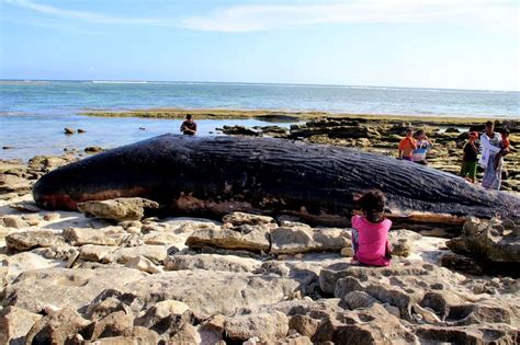 Sperm whale found in Spain had 64 pounds of trash in its digestive ...