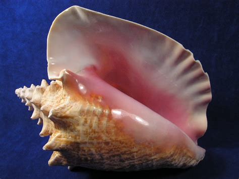 Pink Queen Conch Shells - Strombus gigas