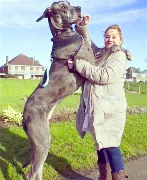 Freddy The 7-foot Great Dane Is The Tallest Dog In The World! - Pets - Nigeria