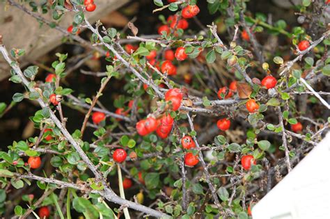 Cotoneaster apiculatus (Introduced- USA) – eFlora of India