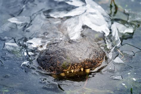 Quiz für Kinder über Krokodile - WWF - Panda Club