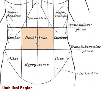 Trunk Region (Torso)