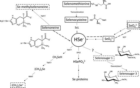 Exploring the urinary selenometabolome following a multi-phase selenite administration regimen ...