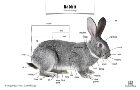 Rabbit Anatomy, Poster | Rabbit anatomy, Show rabbits, Animal study