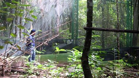 Hungayono Forest (Gorontalo) - 2020 All You Need to Know BEFORE You Go (with Photos) - Tripadvisor