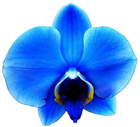 Light Royal Blue Orchid by jeanicebartzen27 on DeviantArt