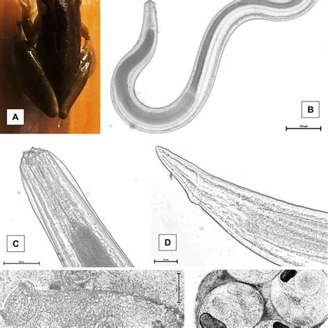 Scinax ruber (A), its parasites nematoda Physaloptera sp. (B, C, D) and... | Download Scientific ...