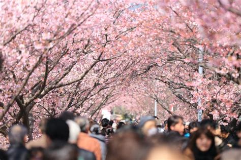 YouTrip's Sakura Forecast: Japan 2023 Cherry Blossom Season – Blog ...