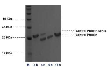 Thrombin cleavage kit (ab207000) | Abcam