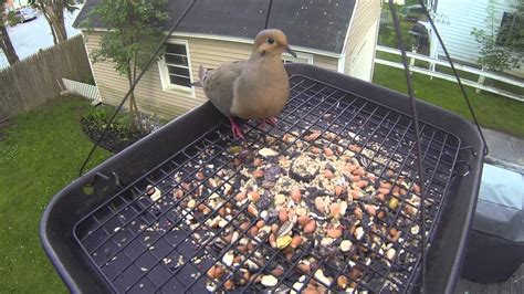 Mourning Dove eating from tray feeder | Mourning dove, Large bird feeders, Doves