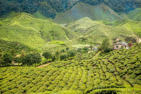 Cool Cameron Highlands | Nicholas Waton