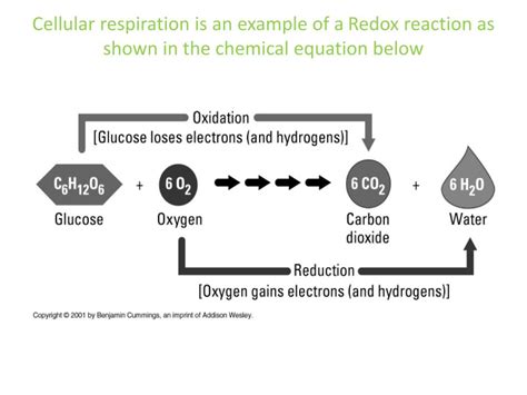 Cellular Respiration Chemical Reaction