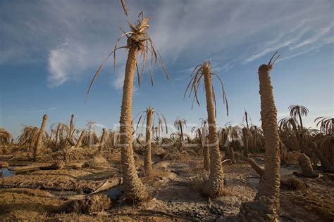 Drought Palm Trees Siwa Oasis | Photography by DEDDEDA