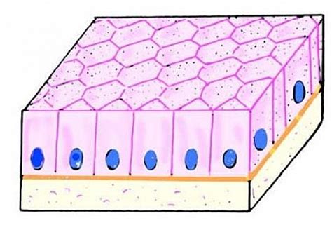 Simple Columnar Epithelium |Introduction ,Types, & Functions