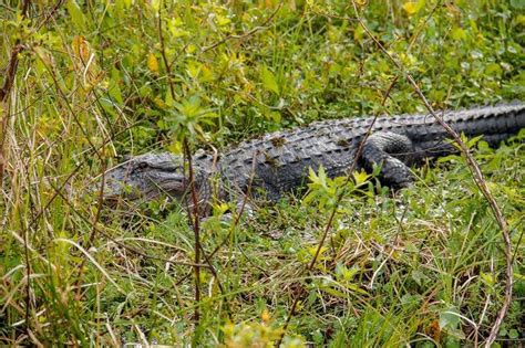 Wild Florida Airboats & Wildlife Park - The Best Airboat Rides In Orlando