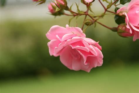 Flores rosas ¡Significado, propiedades y beneficios!