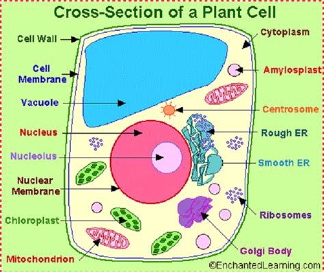 Colorful And Attractive Cartoon Plants And Flowers : Plant Cell Cartoon (With images) | Plant ...