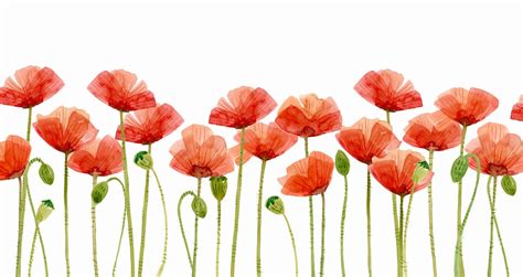 Digital Clipart Watercolor Poppies Flower Clipart | Etsy